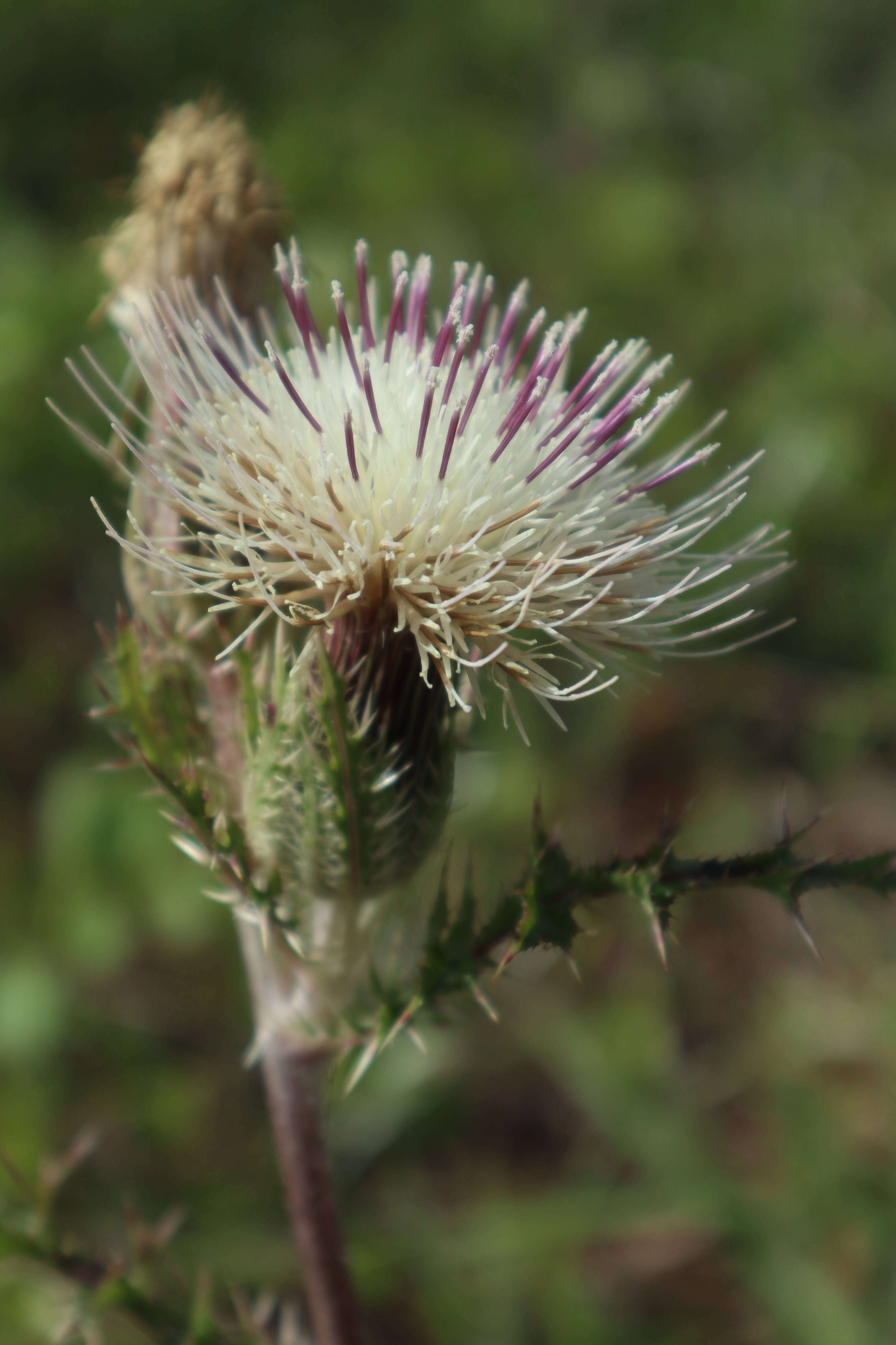 Image of yellow thistle