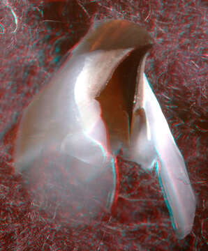 Image of Coffee bean scaled squid