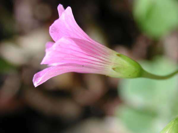 Image of pink woodsorrel