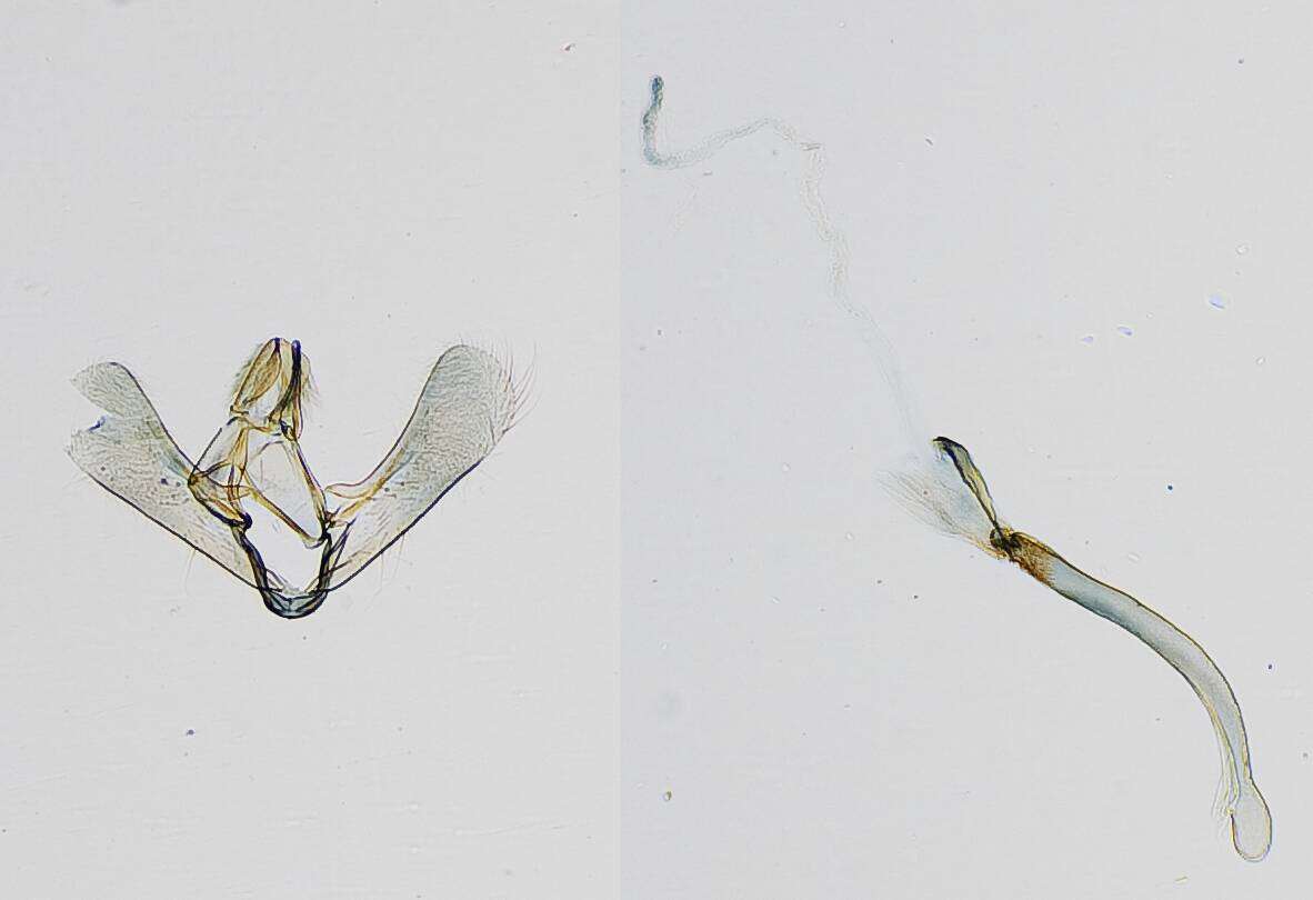 Image of Scoparia inexoptata Dyar 1928
