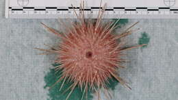 Image of Echinothuriidae