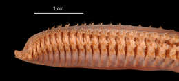 Image of Aglaophamus ornatus Hartman 1967