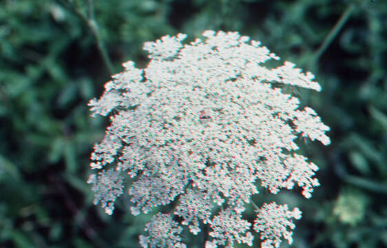 Image of Queen Anne's lace