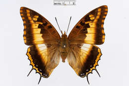 Image of Charaxes druceanus Butler 1869