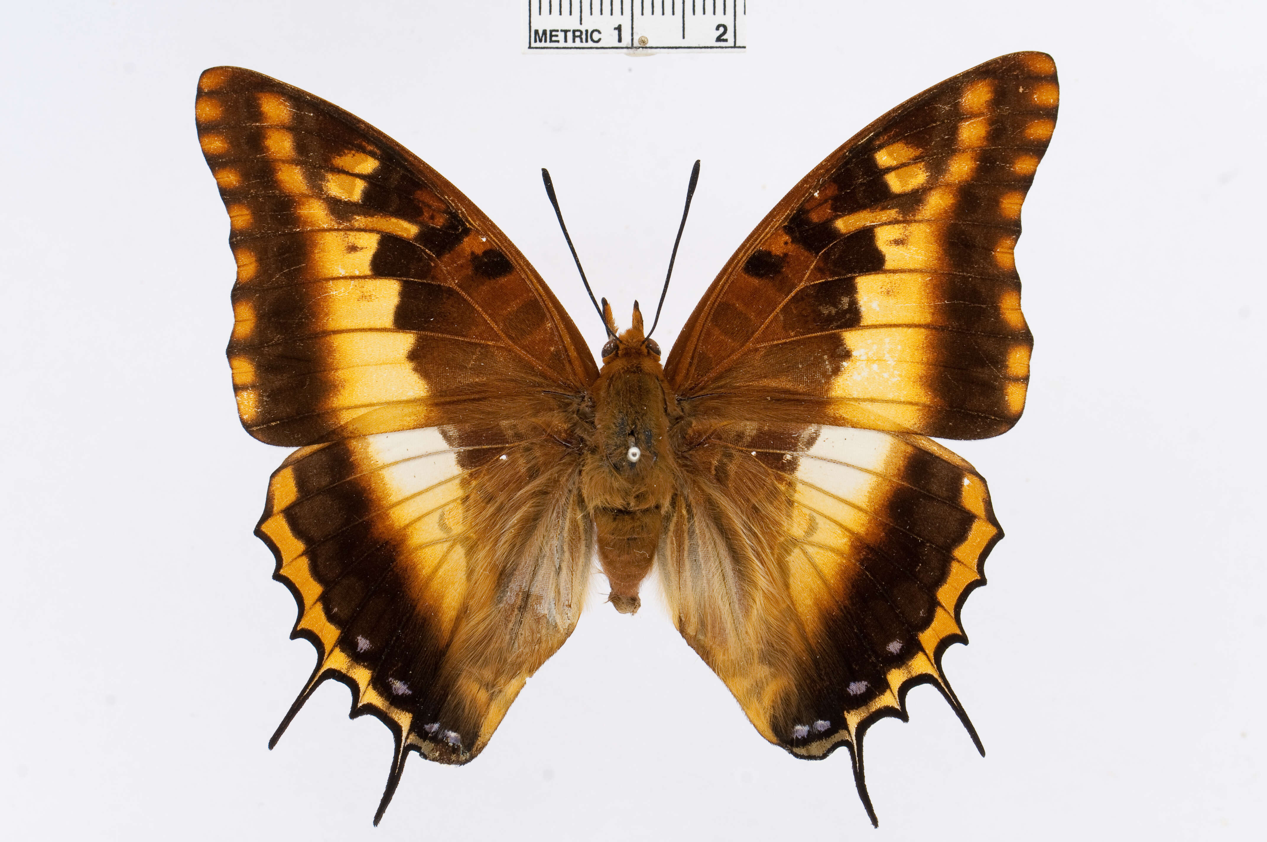 Imagem de Charaxes druceanus Butler 1869