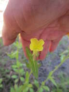 Image of Ragged evening primrose