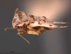 Image of Morrill lace bug