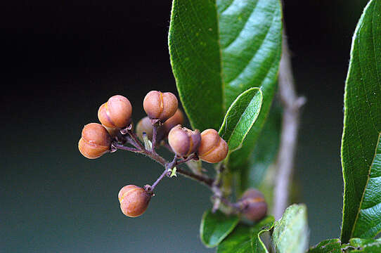 Image of Doliocarpus Rol.