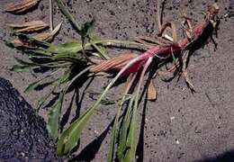 Imagem de Oenothera psammophila (A. Nels. & Macbr.) W. L. Wagner, R. E. Stockhouse & W. M. Klein