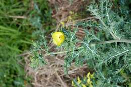 Image of Mexican pricklypoppy