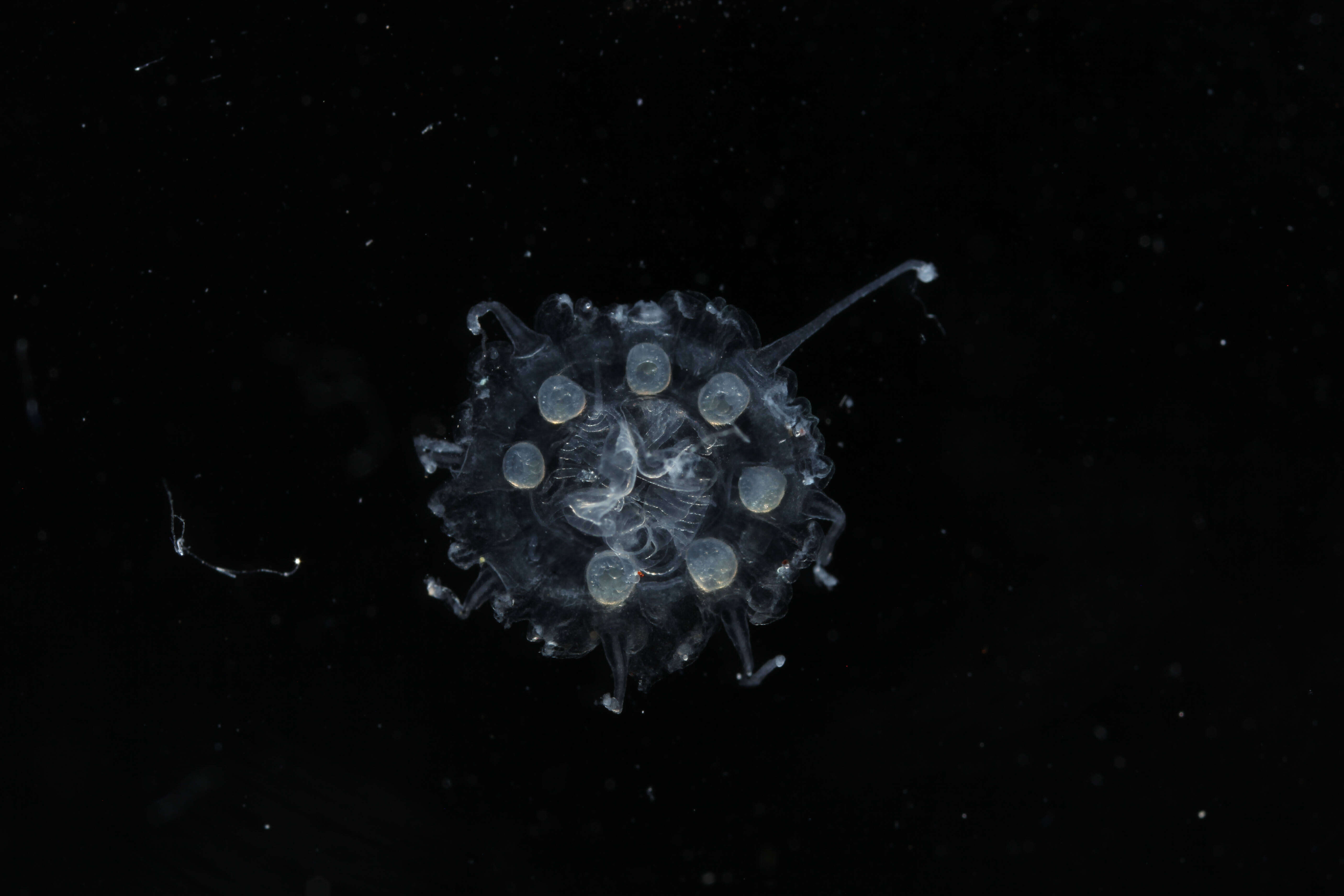 Image of crown jellyfish