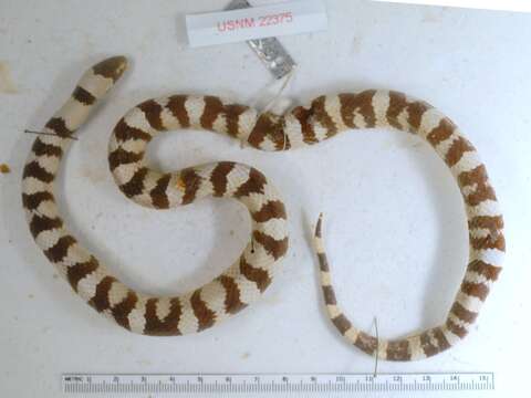 Image of Lampropeltis gentilis (Baird & Girard 1853)