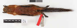 Image of Callosciurus notatus vittatus (Raffles 1821)