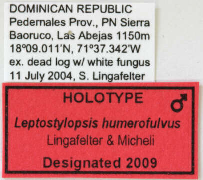Image of Leptostylopsis humerofulvus Lingafelter & Micheli 2009