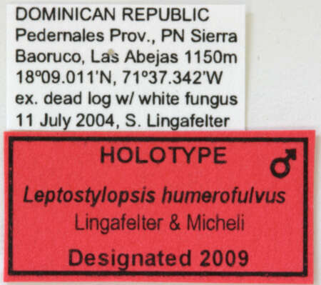 Image of Leptostylopsis humerofulvus Lingafelter & Micheli 2009