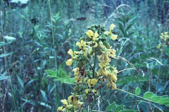 Image de Senna hebecarpa (Fernald) H. S. Irwin & Barneby