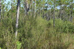 Image of Thick-Leaf Water-Willow