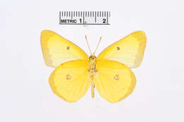 Image of Harford's Sulphur