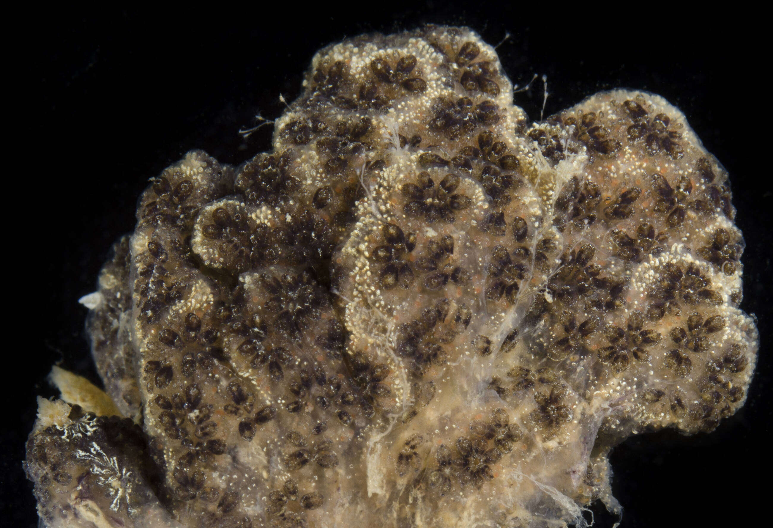 Image of Star ascidian