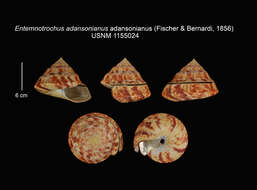 Image of Entemnotrochus adansonianus adansonianus (Crosse & P. Fischer 1861)