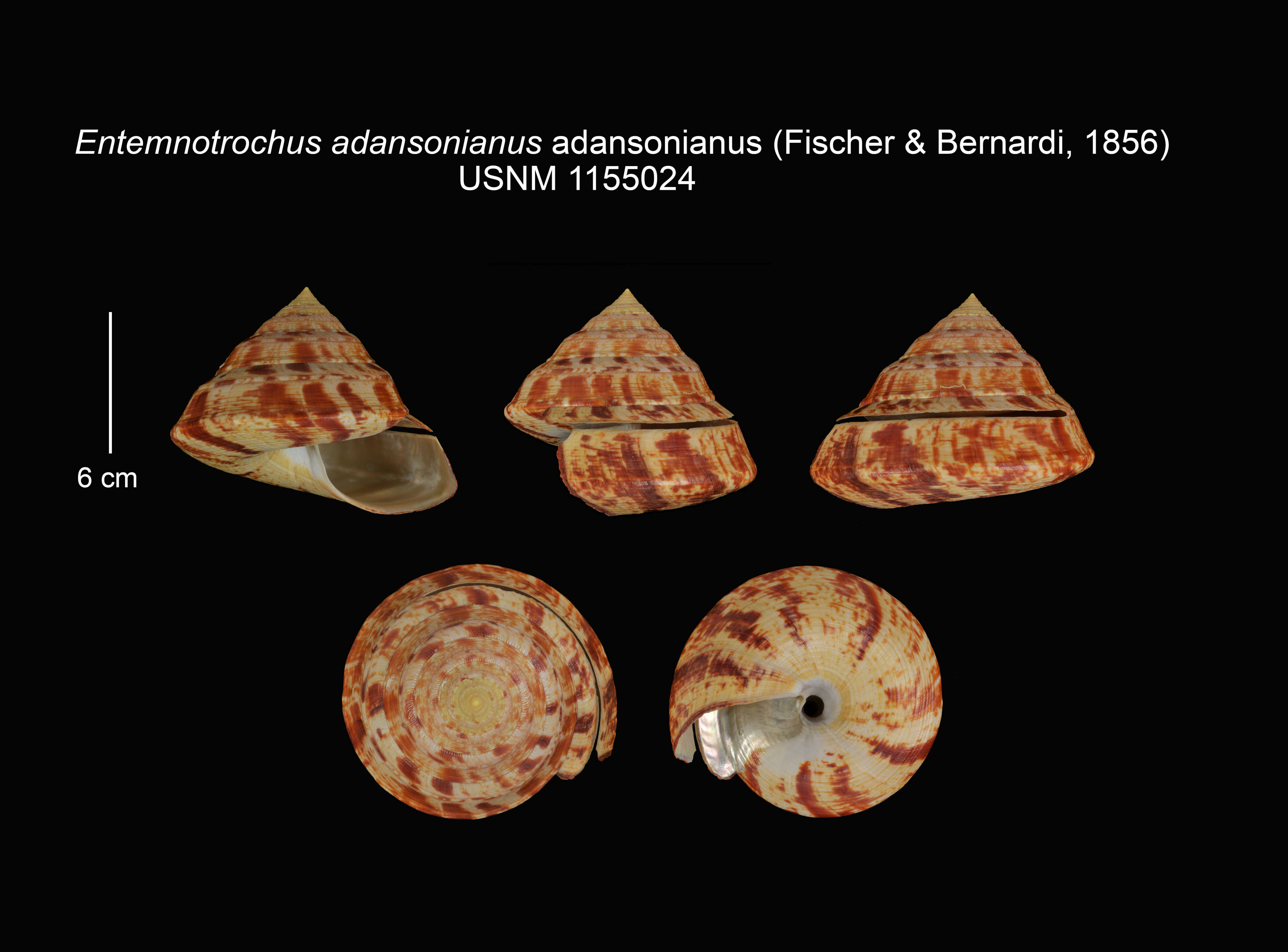 Image of Entemnotrochus adansonianus adansonianus (Crosse & P. Fischer 1861)