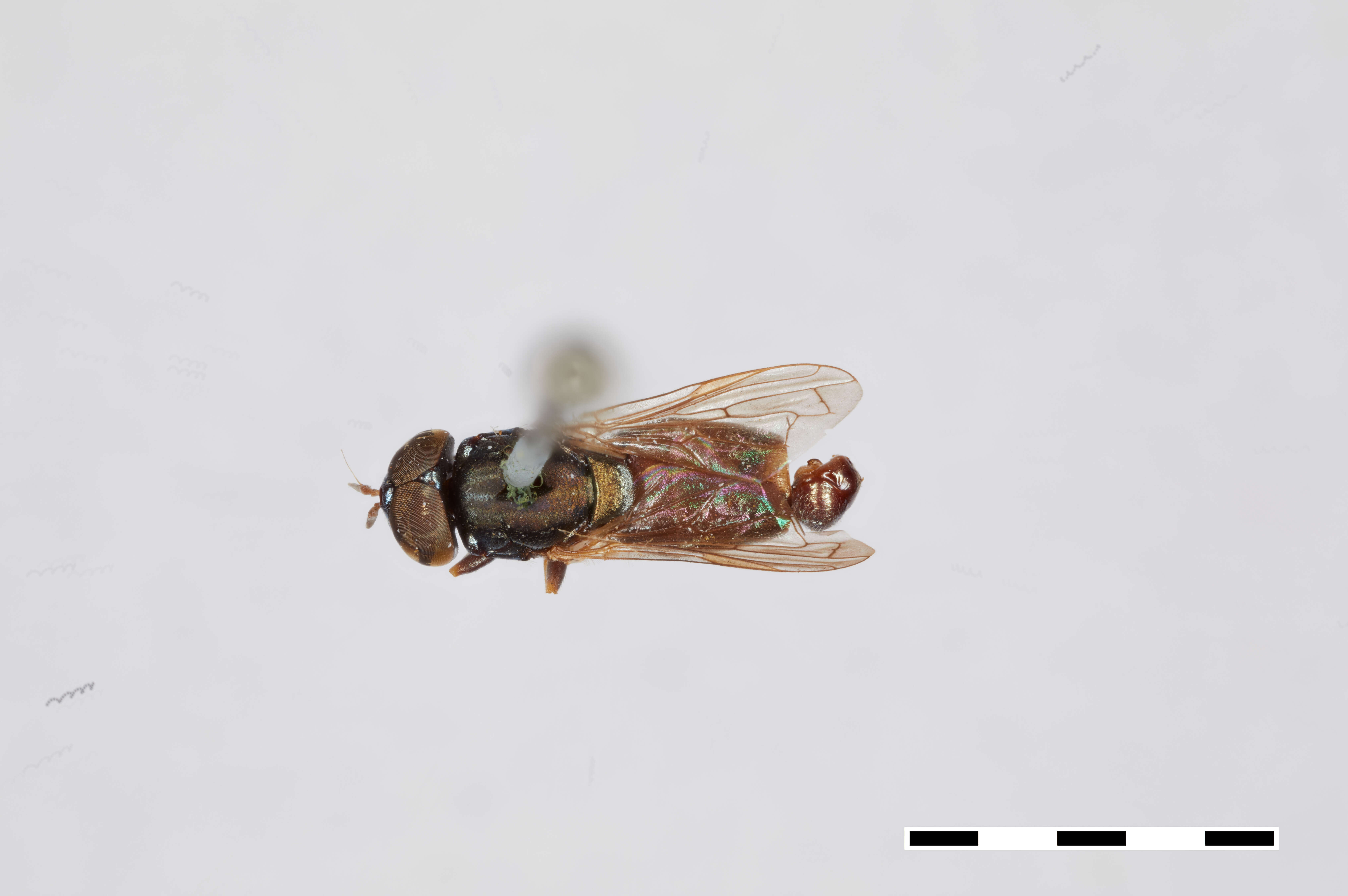 Image of Chrysogaster pulchella Williston