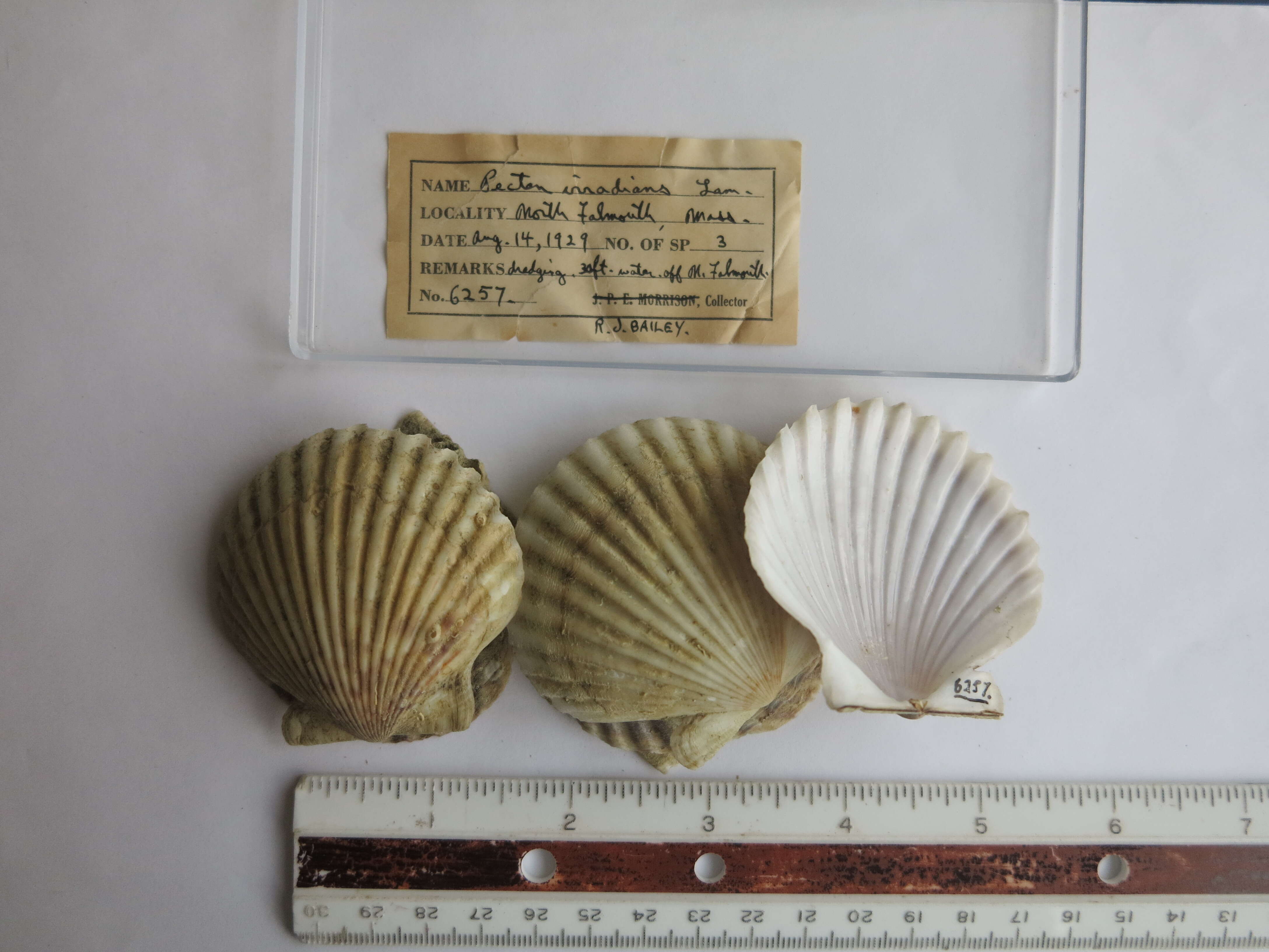 Слика од Argopecten irradians (Lamarck 1819)