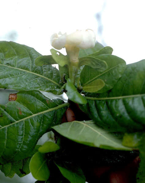 Image of Remy's Gardenia