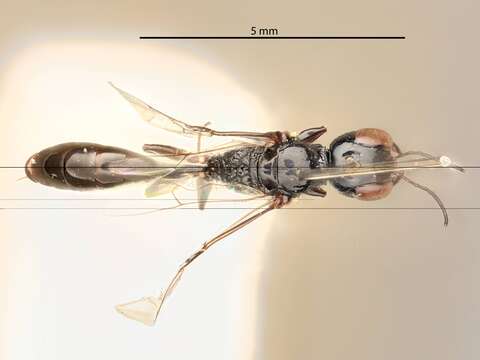 صورة Carinostigmus aponis Tsuneki ex Tsuneki, Nozaka, Tano, Kurokawa & Murota 1992