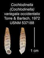 Image of Cochlodinella variegata occidentalis C. Torre & Bartsch 1972