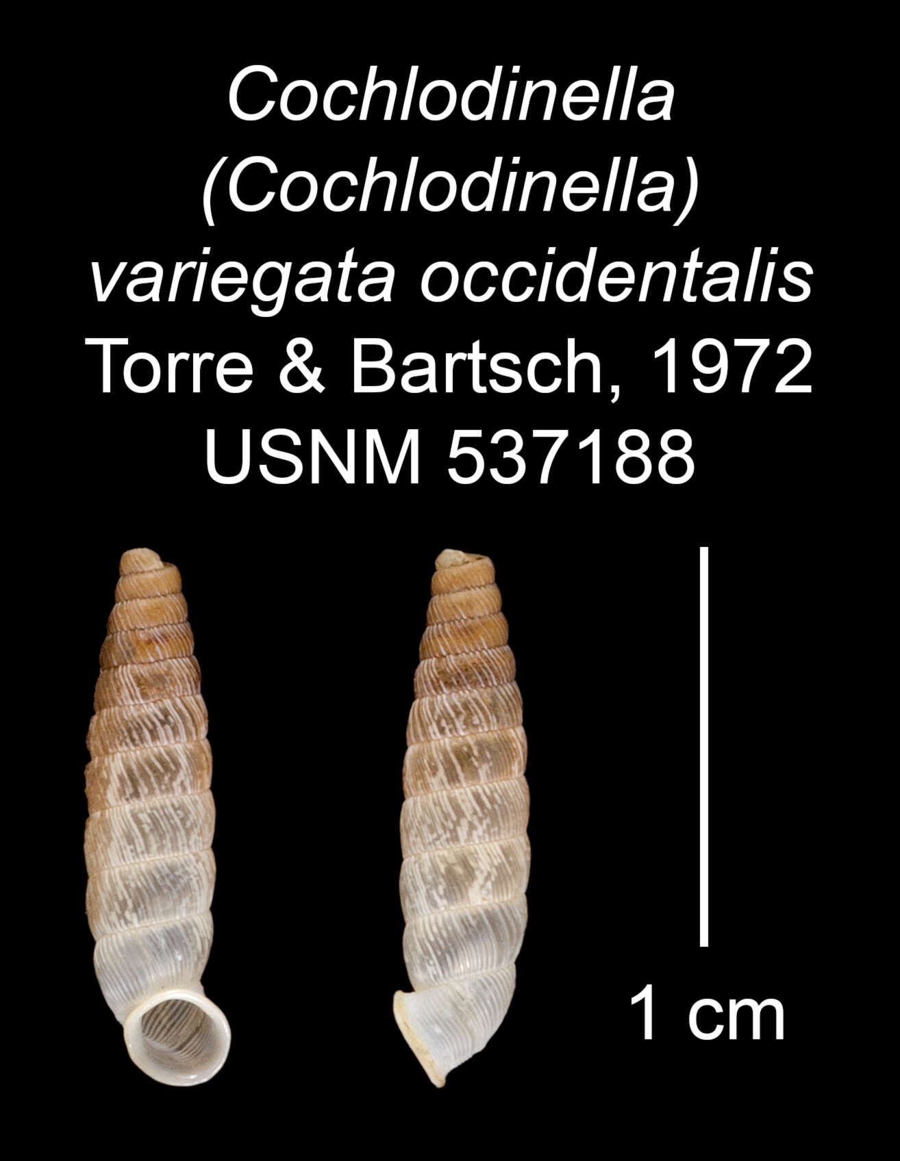 Imagem de Cochlodinella variegata occidentalis C. Torre & Bartsch 1972