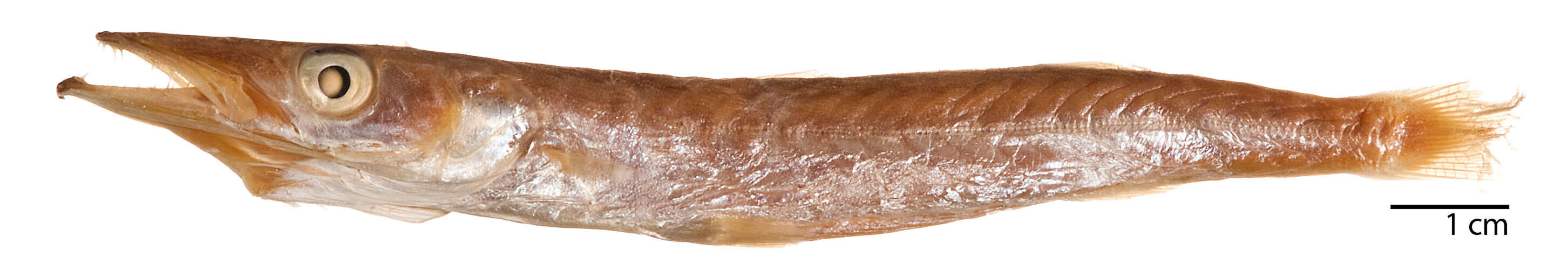 Image of Cortez barracuda