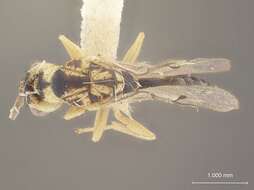 Image of Megastigmus nigrodorsatus Milliron