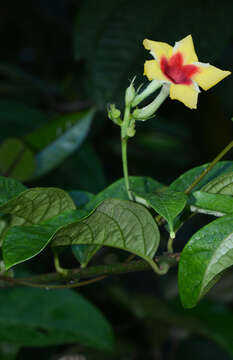 Image of Mandevilla hirsuta (Richard) Malme