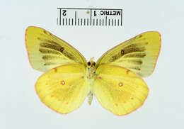 Image of Clouded sulphur