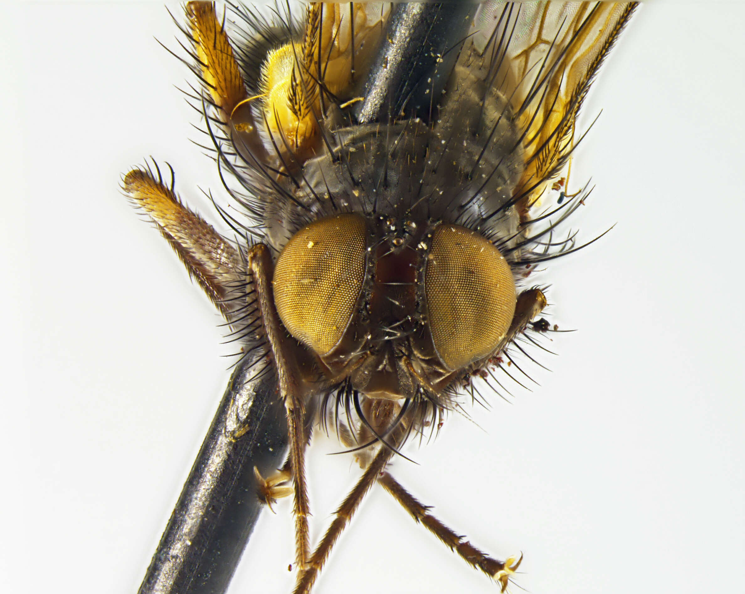 Image of Helina rufoapicata Malloch 1934