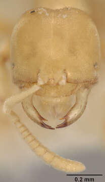 Image of Acropyga pallida (Donisthorpe 1938)