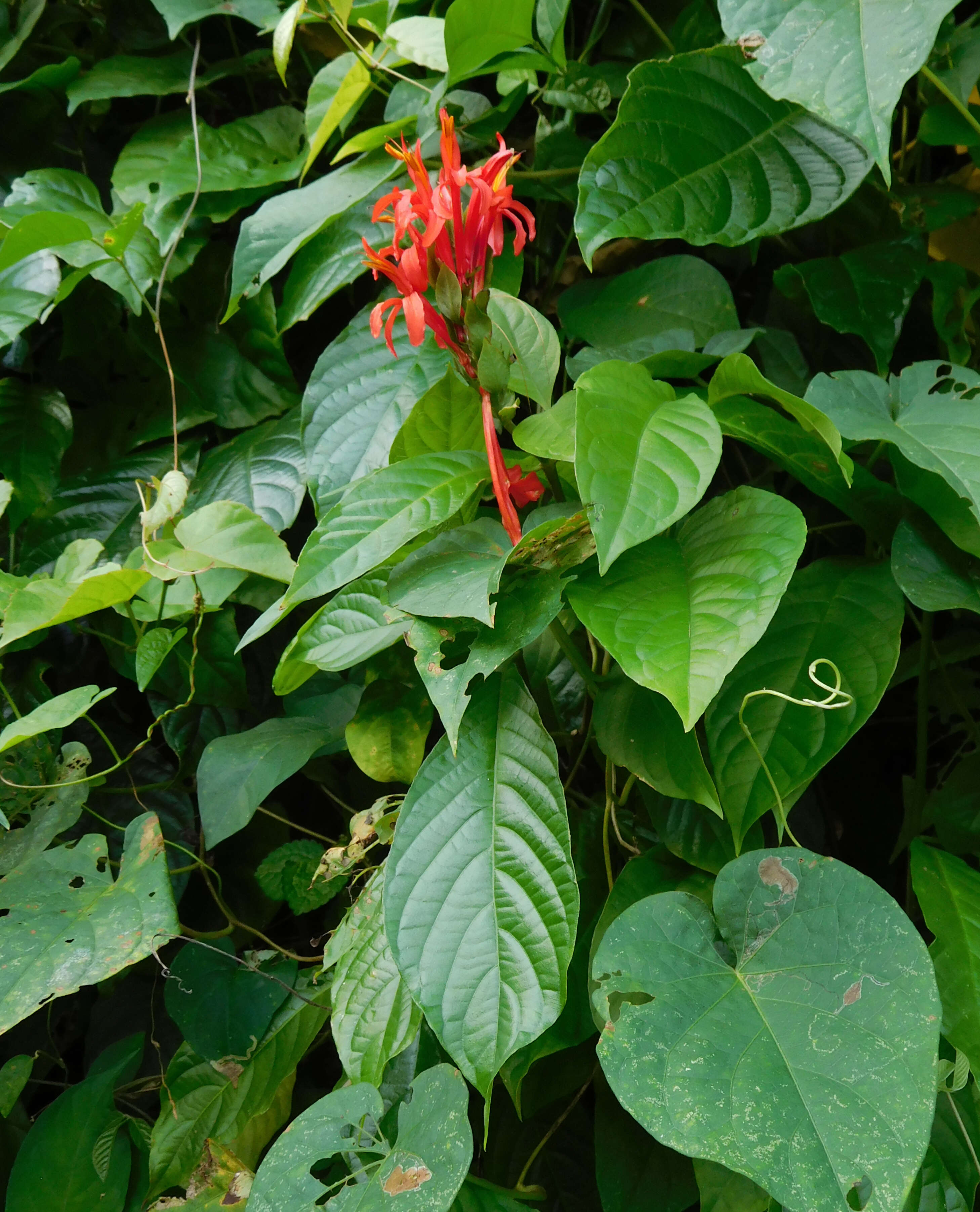 Image of cardinal's-guard