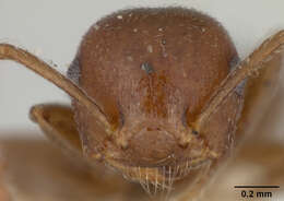 Crematogaster manni Buren 1968 resmi