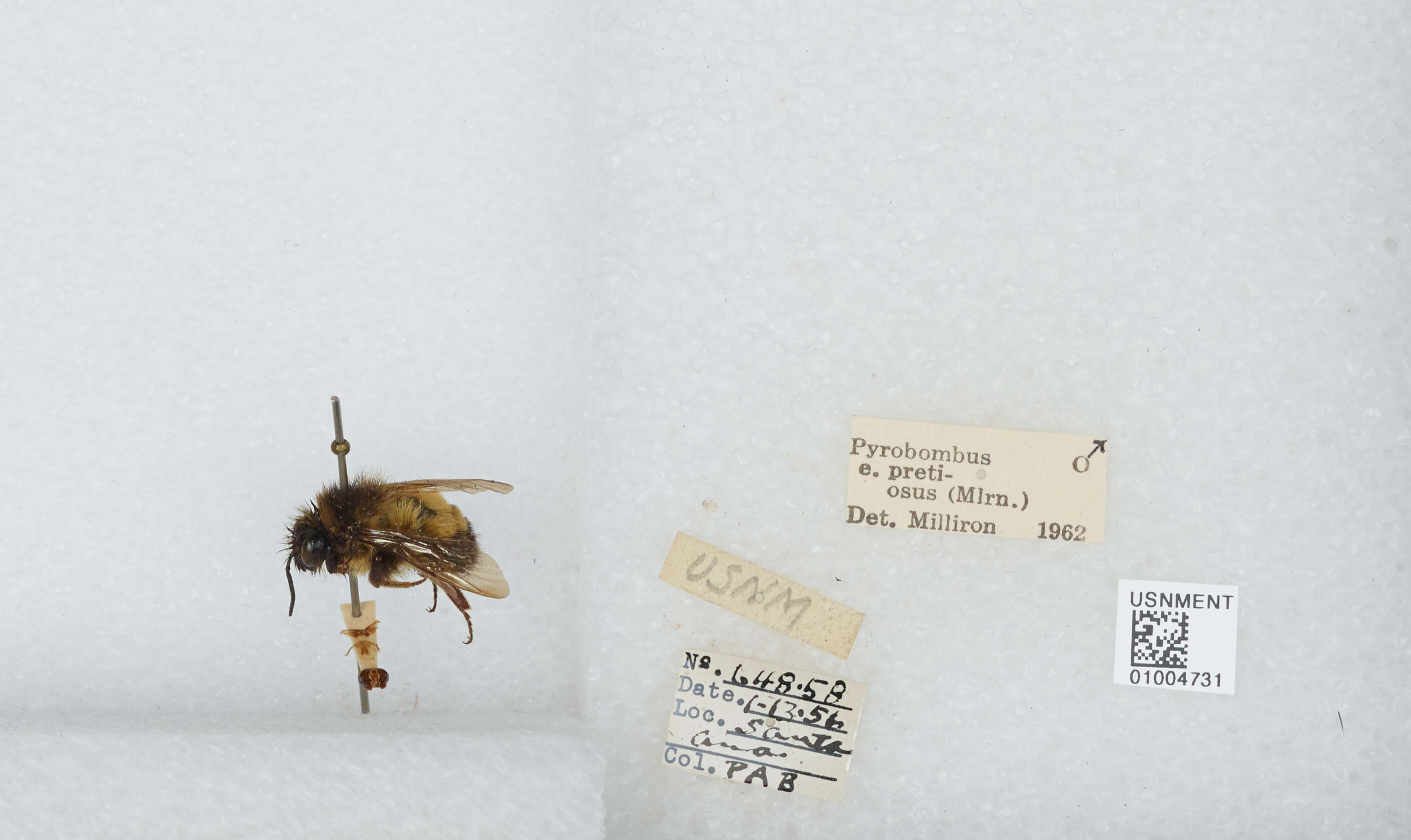 Image of Bombus breviceps Smith 1852