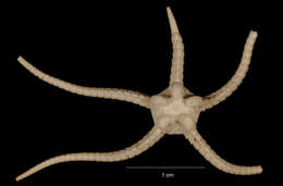 Image of Ophiosteira debitor Koehler 1922