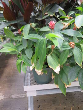 Image of Costus spiralis (Jacq.) Roscoe