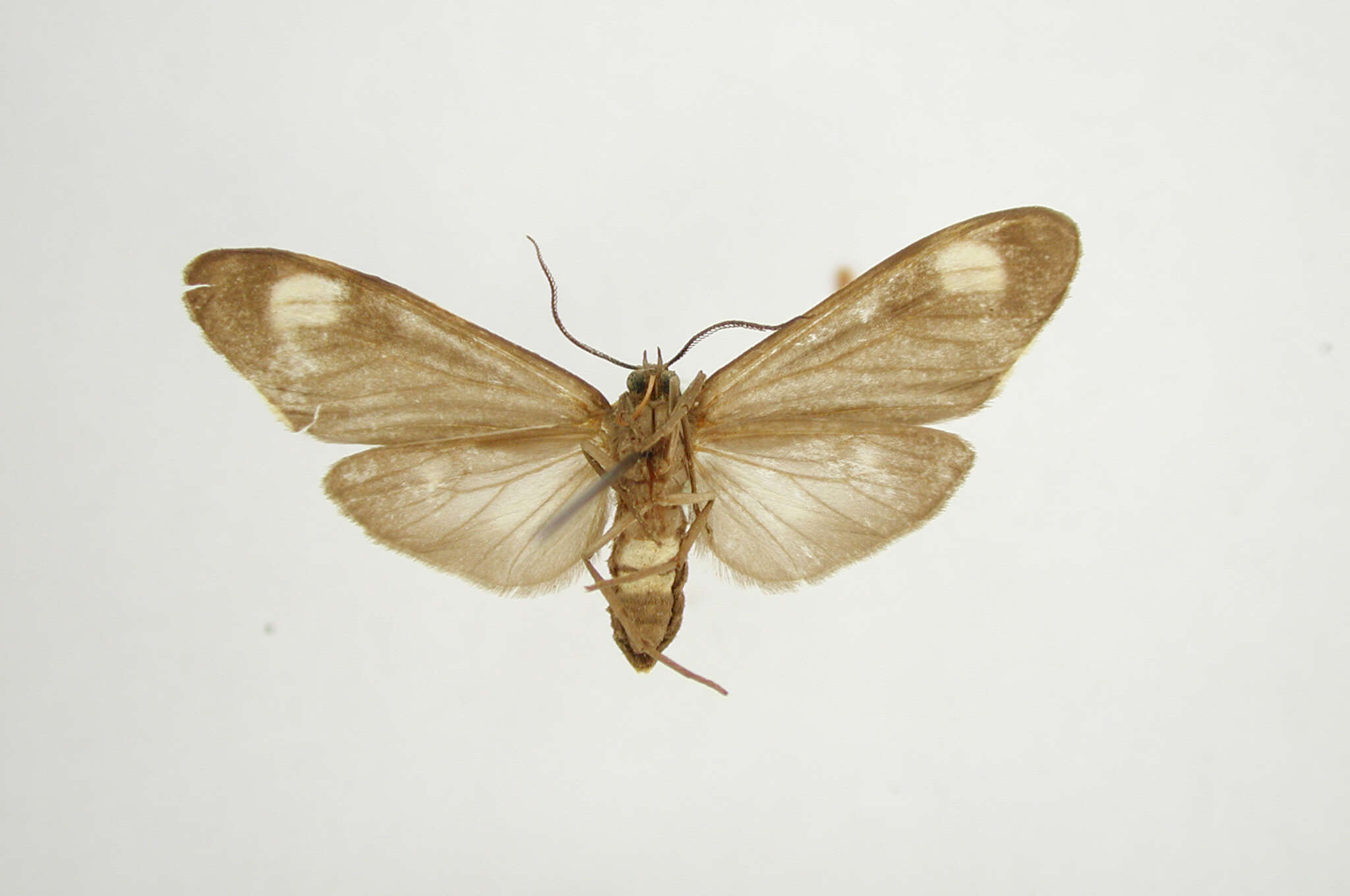 Image of Eucereon chosica Schaus 1924