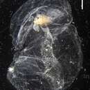 Image of Lilyopsis medusa (Metschnikoff & Metschnikoff 1871)
