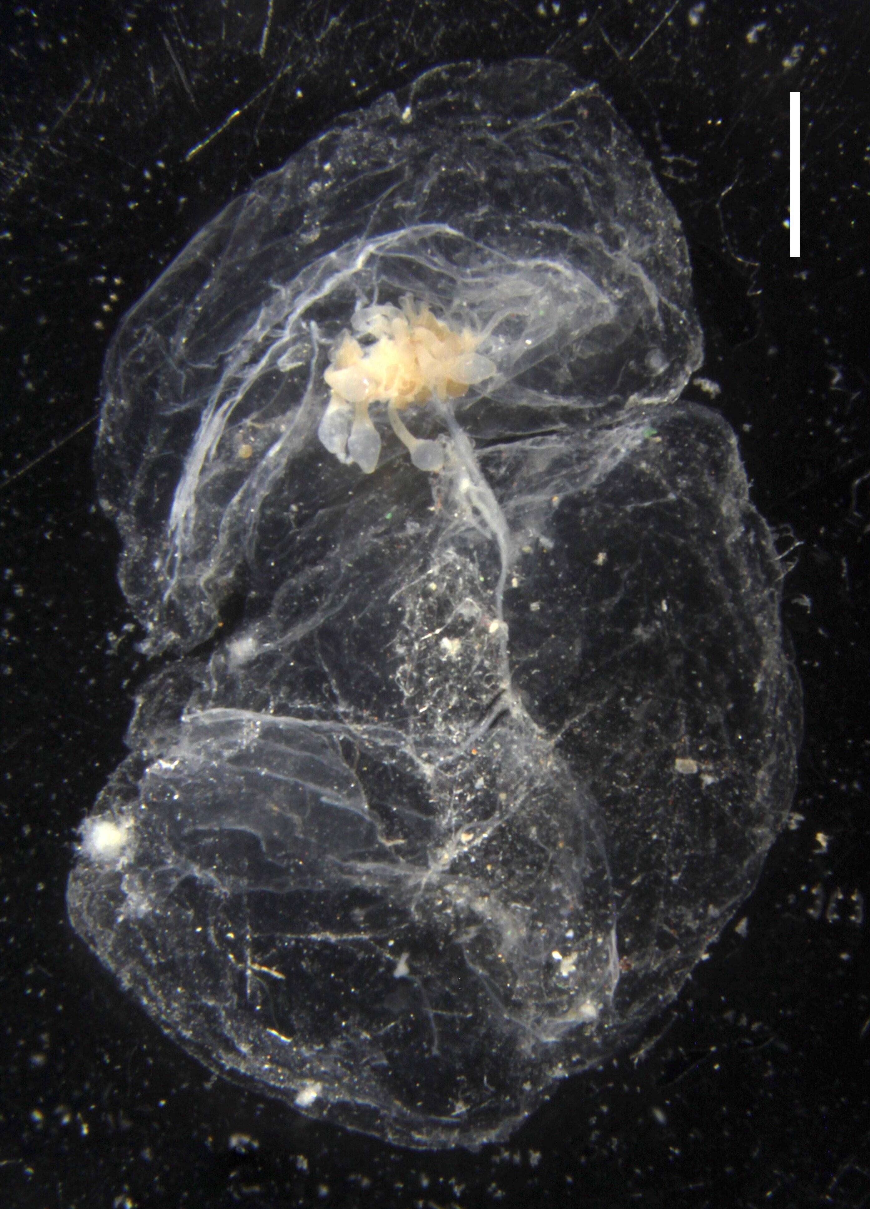 Image of Lilyopsis medusa (Metschnikoff & Metschnikoff 1871)