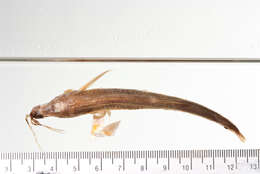 Rhinichthys cobitis (Girard 1856) resmi