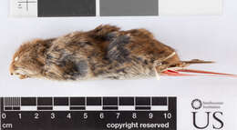 Image of Heather vole