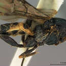 Image of Orgiloneura antipoda Ashmead 1900