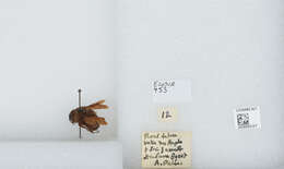 Image of Bombus breviceps Smith 1852