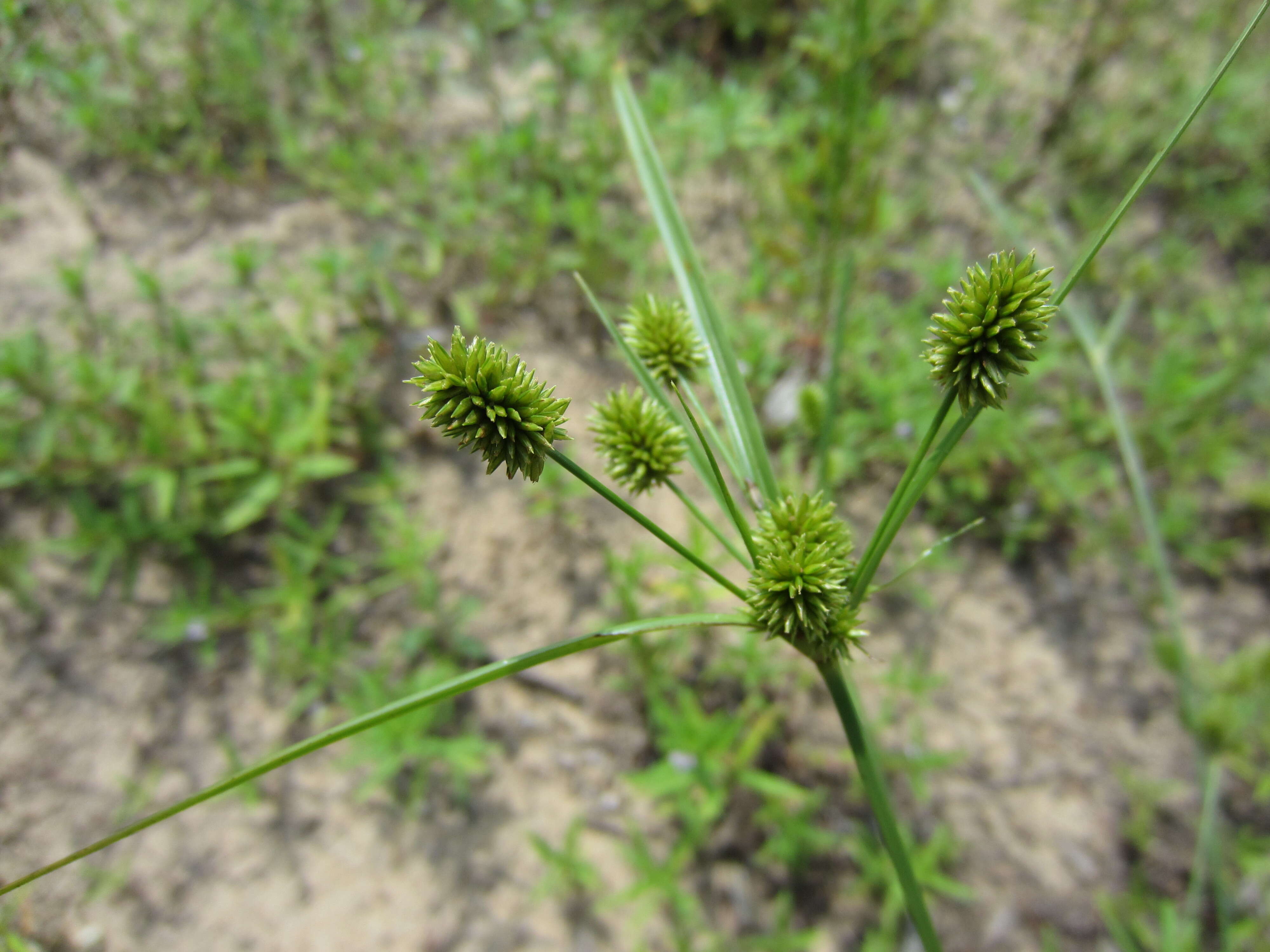 Image of pine barren flatsedge